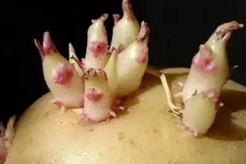 3 loại rau củ 'quen mặt' trong bếp, ăn sai cách gây hại sức khỏe
