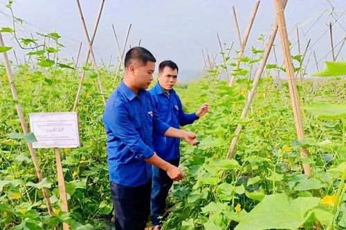Dùng lực lượng tri thức trẻ thúc đẩy phát triển kinh tế