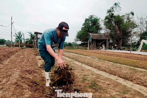 Vựa hoa lớn nhất xứ Huế nguy cơ 'mất Tết'