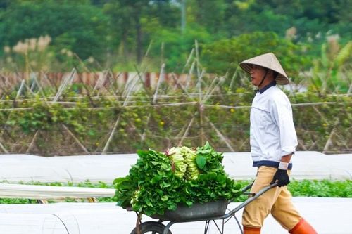 Giá rau tăng kỷ lục, nông dân ngoại thành Hà Nội vào 'mùa vàng' bội thu