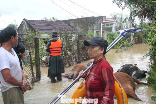 Gia Lai với trận ngập lịch sử, gia súc chết ngổn ngang, thiệt hại nặng nề