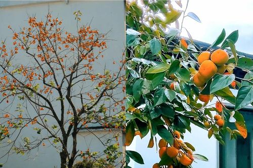 5 loại cây trồng sân vườn vừa đẹp, vừa giúp không gian sống thêm vượng khí