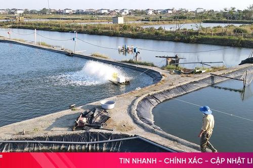 Phường Trần Phú đẩy mạnh phát triển các mô hình nông nghiệp đô thị