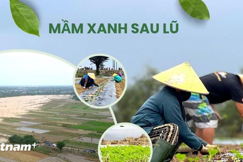 Rau xanh Bàu Tròn hồi sinh vụ Tết sau 3 cơn lũ dữ miền Trung