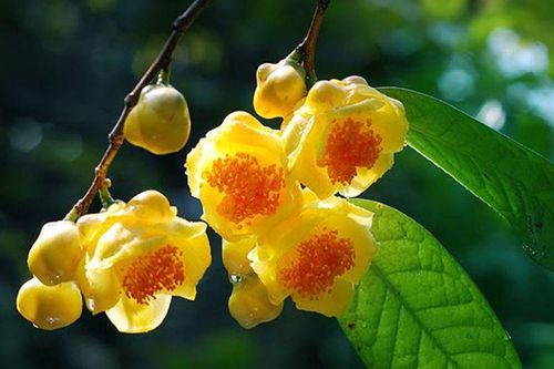 Nông dân 'đổi đời' nhờ cây trà hoa vàng