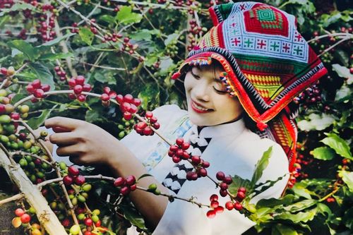 Xây dựng thương hiệu từ cây cà phê gắn với phát triển du lịch cộng đồng