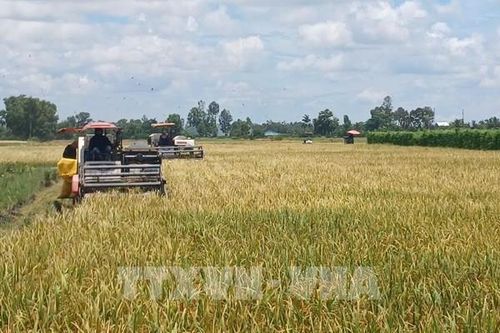 Năm 2026, Nghệ An nâng tổng sản lượng lương thực lên mức 1,2 triệu tấn