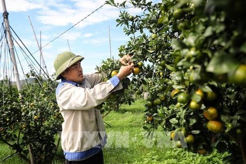 Bắc Ninh xúc tiến tiêu thụ trên 76 nghìn tấn cam, bưởi