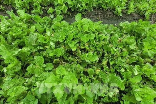 Mưa bão gây thiếu hụt rau củ, TP. Hồ Chí Minh tăng dự trữ, mở rộng nguồn cung
