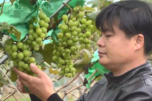 Một doanh nhân trẻ làm giàu từ nông nghiệp công nghệ cao ở miền núi Thanh Hóa