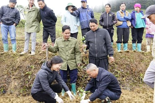 Bắc Hà phát động trồng cây chanh leo vàng trong khuôn khổ dự án giảm nghèo năm 2025