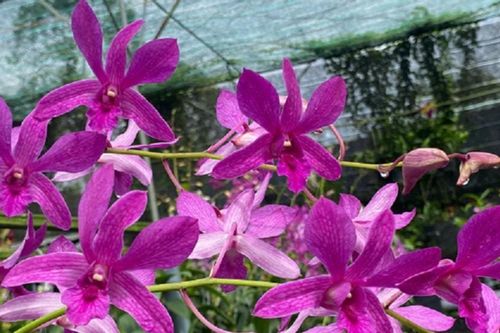 Cách dùng phân 6-30-30 để kích hoa lan đúng chuẩn