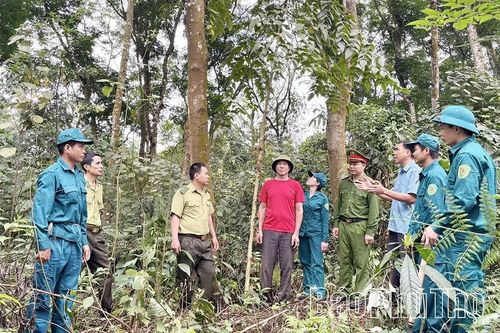 Phát triển dược liệu dưới tán rừng