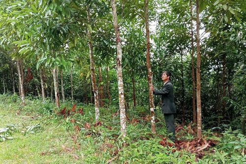 Tam Kim phát triển cây trồng chủ lực