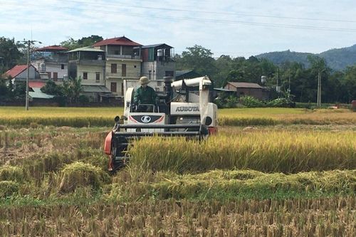 Xã Hòa An sản lượng lương thực có hạt ước đạt 3.610 tấn