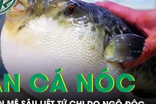Cấp cứu tối khẩn ca bệnh hôn mê sâu sau 1 giờ ăn cá nóc