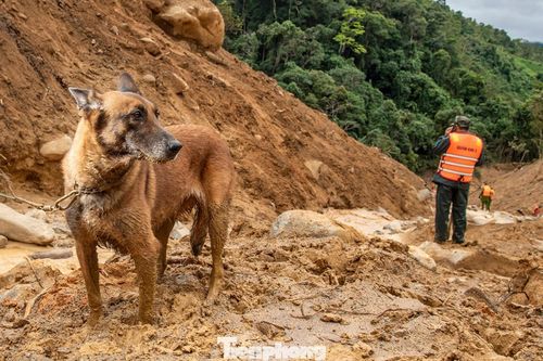 Cảnh khuyển tìm hai người mất tích ở Đà Nẵng