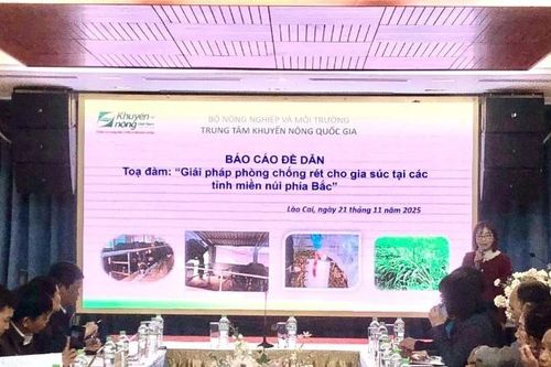 Phòng, chống rét cho gia súc ở các tỉnh miền núi phía bắc