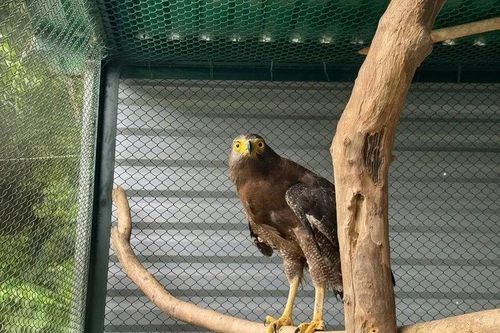 Diều hoa Miến Điện xuất hiện ở Quảng Trị quý hiếm cỡ nào?