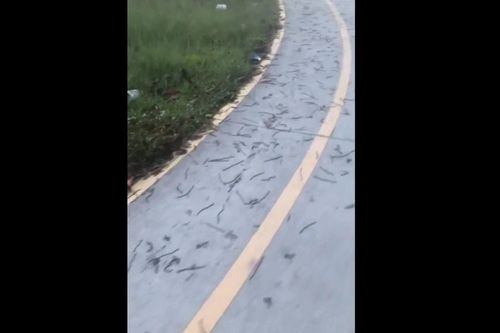 Rùng rợn hàng trăm con giun đất trồi lên sân vận động ở Đồng Nai