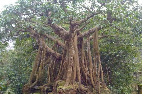 5 loại cây trước nhà không nên chặt kẻo tán tài