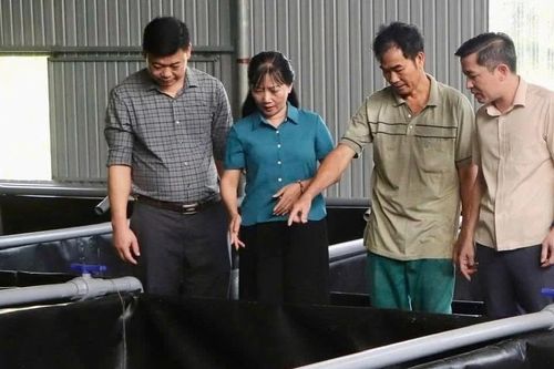 Nuôi lươn không bùn mở hướng sinh kế ở xã miền núi