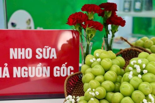 Hàng 'hot' như nho sữa, lê Hàn Quốc đều có hàng giả