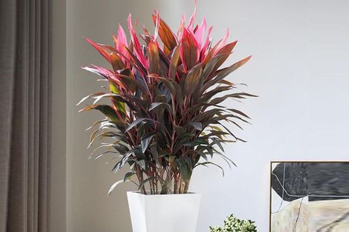 Cây huyết dụ: Sắc đỏ mang ý nghĩa sung túc trong quan niệm phong thủy Á Đông