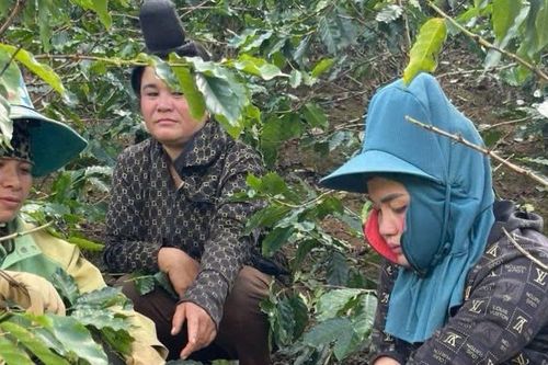 3 phụ nữ bị khởi tố vì hái trộm 6 bao tải cà phê