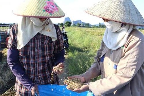 Nông dân Hải Phòng vào vụ thu hoạch nếp cái hoa vàng