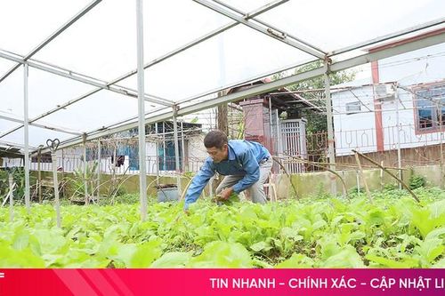 Ngắm những vườn mẫu 'hồi sinh' sau lũ