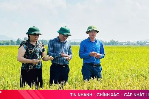 Kỳ Xuân nâng hiệu quả sản xuất từ tích tụ ruộng đất và nông nghiệp hữu cơ