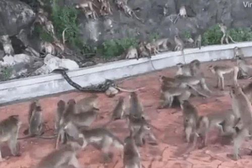 Bầy khỉ hợp sức giải cứu đồng loại bị trăn siết chặt và cái kết 'nghẹt thở
