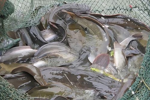 Loại cá bị chê bẩn vì sống ở bùn, nay là đặc sản miền Tây, nướng muối ớt với kho gừng ngon hết sảy