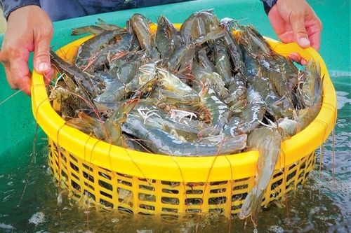 Tôm Việt bùng nổ, xuất khẩu tháng 10 lập đỉnh mới