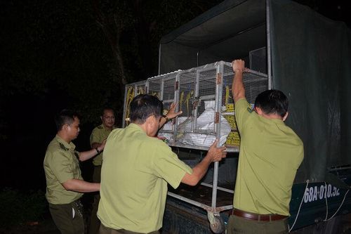 Nuôi động vật hoang dã làm thú cưng tiềm ẩn nhiều nguy cơ