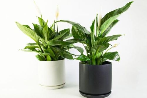 6 cách hỗ trợ phổi thải độc tự nhiên