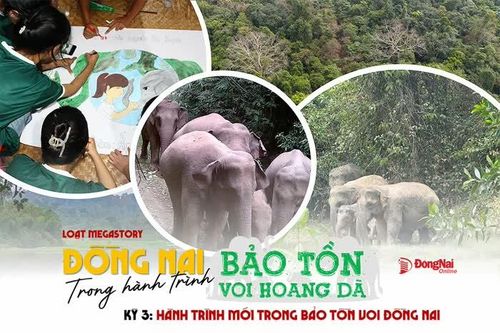 [Loạt Megastory] Đồng Nai trong hành trình bảo tồn voi hoang dã (Kỳ 3)