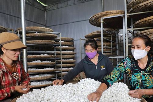 'Nghề ăn cơm đứng' giúp hàng trăm hộ dân Lâm Đồng đổi đời