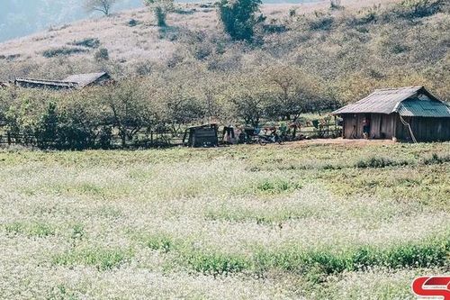 Mộc Châu mùa hoa cải