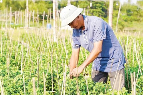 Khôi phục những cánh đồng hoa cúc sau lũ