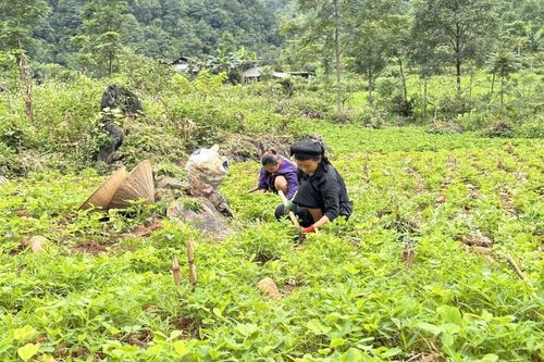 Xã Thông Nông tổng diện tích gieo trồng đạt 1.573,2 ha