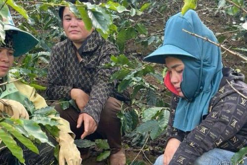Khởi tố 3 phụ nữ hái trộm 6 bao tải cà phê