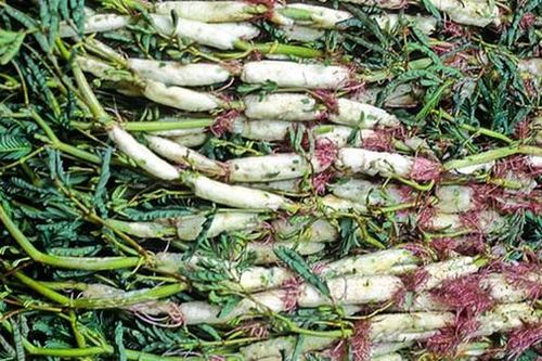 Để có một nồi lẩu gà lá giang tròn vị và giàu giá trị dinh dưỡng, hãy ăn cùng loại rau sau