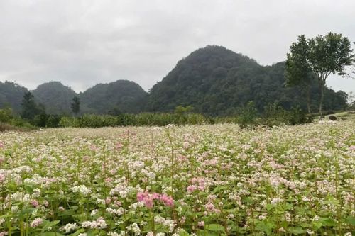 Lễ hội hoa tam giác mạch Tuyên Quang 2025: khi 'miền đá nở hoa'
