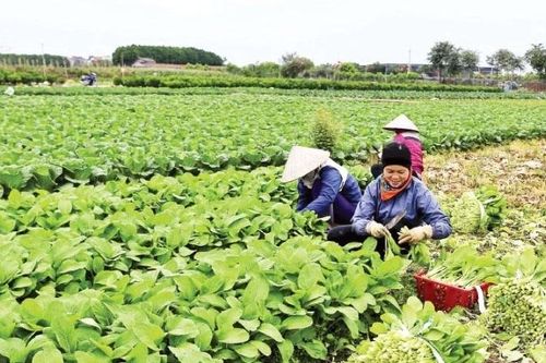 Xây dựng nền nông nghiệp xanh, bền vững