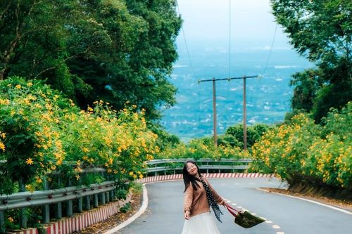 Dã quỳ vàng rực giữa núi rừng Ba Vì, gọi mời du khách lên rừng 'săn' ảnh đẹp