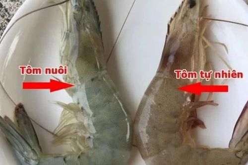 Bật mí cách phân biệt tôm nuôi và tôm tự nhiên