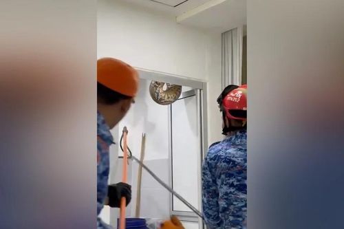 Phát hoảng thấy 'quái thú' khổng lồ cuộn mình trong nhà tắm