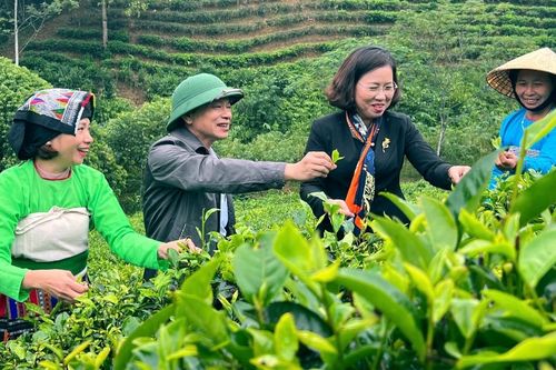 Từ đồi cằn đến 'thủ phủ chè' xứ Thanh, người dân thu hàng trăm triệu mỗi năm